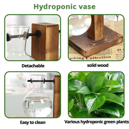 Transparent Bulb Vase with Stand for Hydroponics